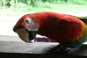 Tambopata Jungle
